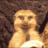 Mangoost